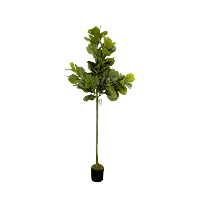 Árbol De Pandurata Planta Artificial Realista DECO PVC 1.8m