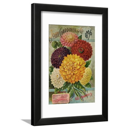 1896 Art - John Gardiner and Co. 1896: Dahlias Framed Print Wall Art