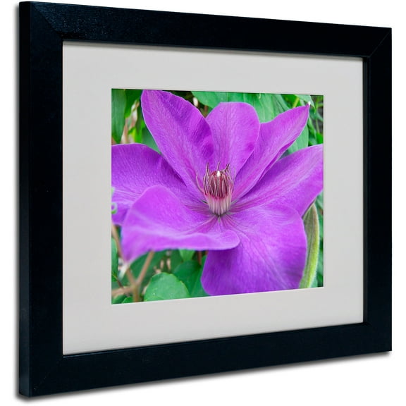 Trademark Fine Art "Purple Flower" by Monica Fleet, Black Frame