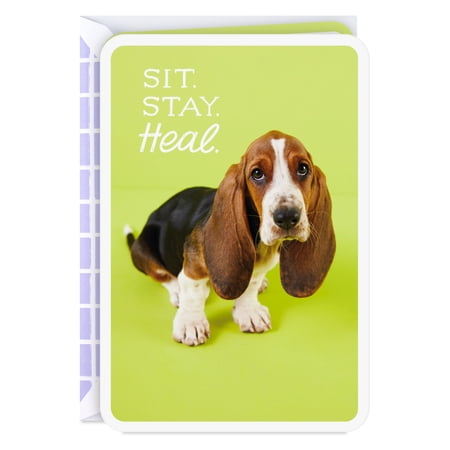 Hallmark Just Because Get Well Card (Sit, Stay, Heal)