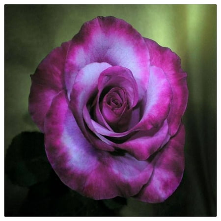

Rose Living Plant for Home and Garden and Yards Planting Easy to Grow and Plant Rose Bulbs For Planting Outdoors
