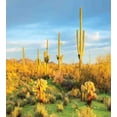 thumbnail image 3 of Saguaro Duvet Cover Set, Sun Bath in Sonoran Desert Blooming Cactus Spring Time Vegetation Scenery, Decorative 3 Piece Bedding Set with 2 Pillow Shams, Calking Size, Marigold Blue Green, by Ambesonne, 3 of 3