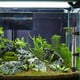 thumbnail image 5 of Greeniant Calentador de acuario de vidrio, ventosa, reemplazo sumergible subacuático, perilla de temperatura Universal, calentador de pecera, accesorios Termómetros de acuario 25W Greeniant PT004398-01, 5 of 6