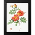 thumbnail image 2 of Redoute, Pierre Joseph 12x14 Black Modern Framed Museum Art Print Titled - Austrian Copper Rose, Rosa eglanteria var. punicea, 2 of 5