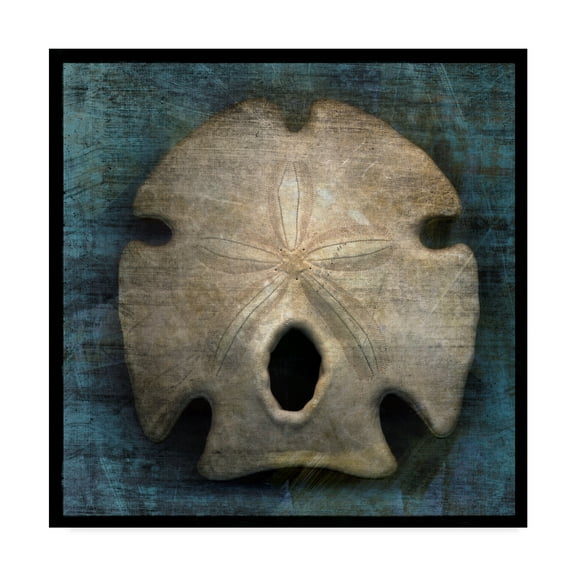 Trademark Fine Art 'Arrowhead Sand Dollar' Canvas Art by John W. Golden