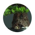 thumbnail image 3 of Bonsái Artificial de estilo chino for sala de estar, decoraciones de plantas simuladas, pinos artificiales, decoración de plantas, decoración de porche, 3 of 4