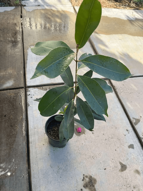 Java Plum Tree Black Plum Fruit Plant Syzygium Cumini Jamun Tree 1.5-2 Feet Tall Gal Pot