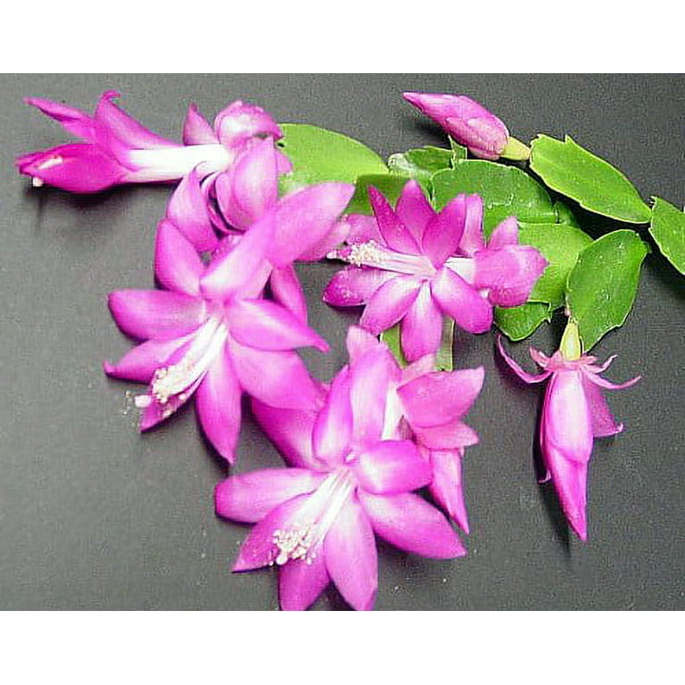 Pink Christmas Cactus Plant - Zygocactus - 4 Pink Christmas Cactus Plant - Zygocactus - 4