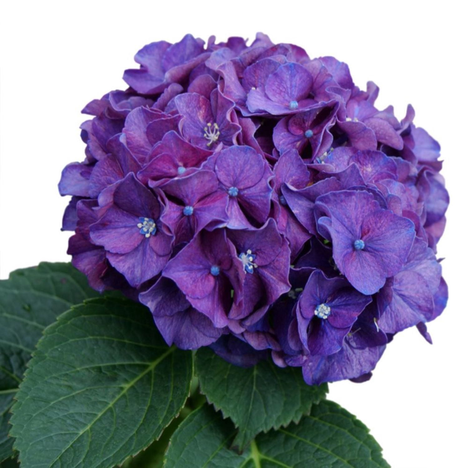 Proven Winners ColorChoice 6" Multicolor Wee Bit Grumpy Bigleaf Hydrangea Live Plant in 7.5" Pot