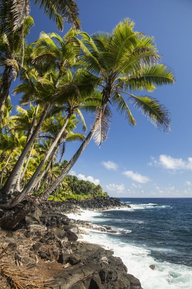 Palm trees along the Puna coastline near Kalapana; Island of Hawaii