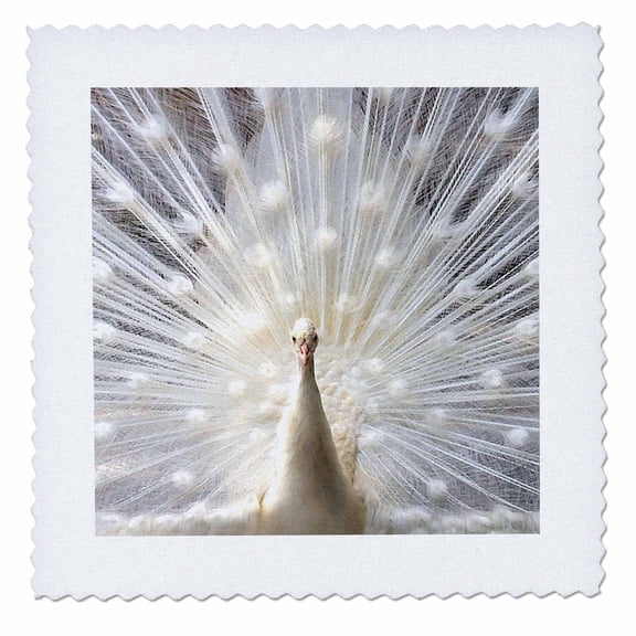 3dRose, White Peacock, 10x10 inch quilt square