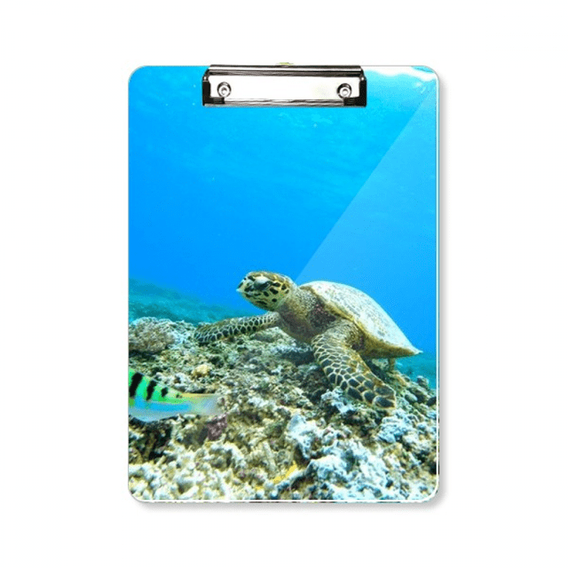 Portapapeles A4 Unbranded tortugas marinas del océano pescado ciencia naturaleza