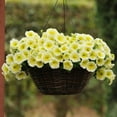 Harris Seeds Petunia Easy Wave Yellow F1 Seed, Annual, True Yellow, 6 ...