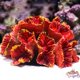 thumbnail image 5 of 1 pieza de adorno de coral de poliresina, decoración de coral para acuario, 3 1/10" x 2 1/3" x 1 9/10" para decoración de acuario de pecera, 5 of 5