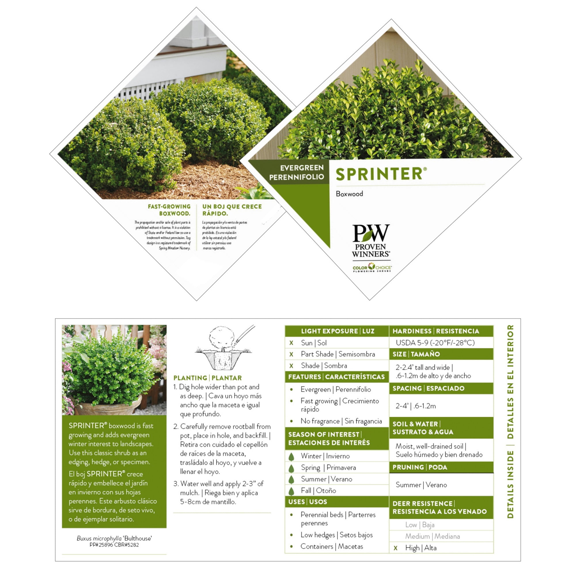 Proven Winners ColorChoice Sprinter Boxwood Live Shrub (2 Gallon)