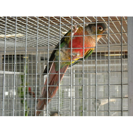Canvas Print Small Parrot Pet Parakeet Bird Cage Colorful Stretched Canvas 10 x