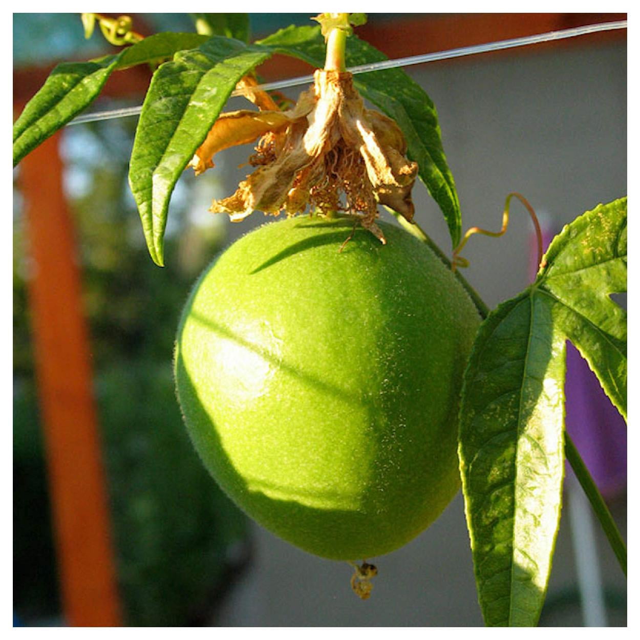 Everwilde Farms - 1 oz Purple Passion Flower Native Wildflower Seeds - Gold Vault Bulk Seed Packet
