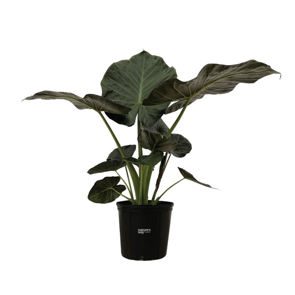 Nature's Way Farms Alocasia Regal Shields Premium Indoor Live House Plant (25-30 in. Tall) in Grower Pot