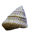 Astrea Snail