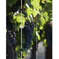 thumbnail image 3 of Grape Vine Print Foldable Canvas Screen with 3 Panels in Multicolor, 3 of 5