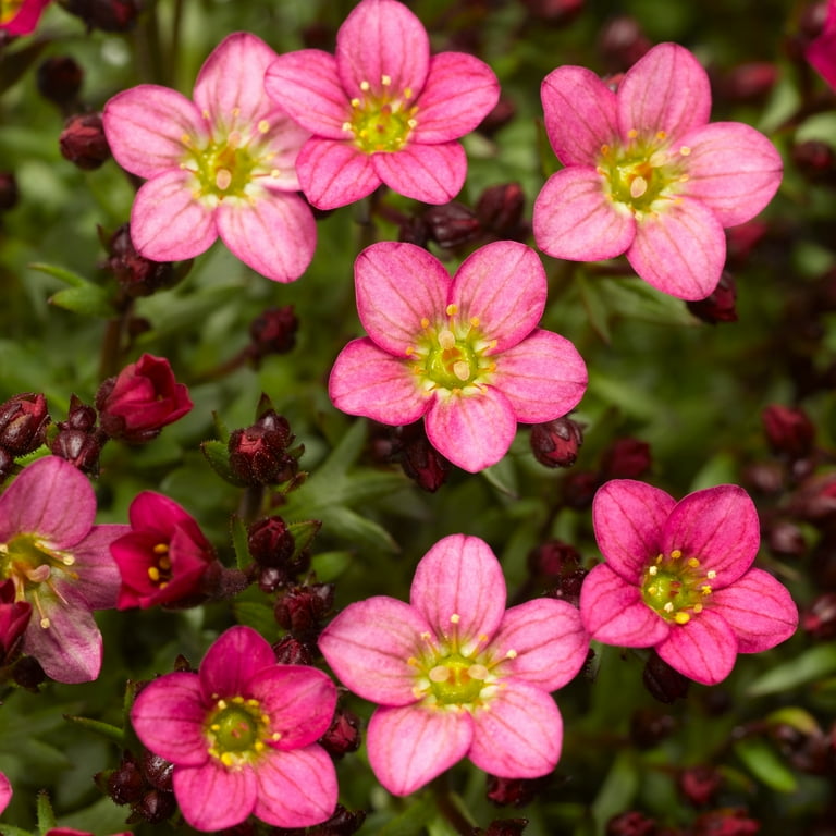 Better Homes & Gardens Saxifraga Touran Pink Live Plant 1QT