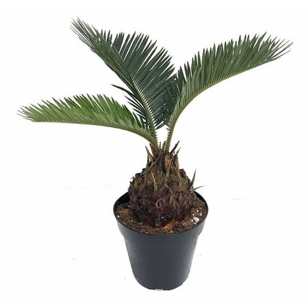 Japanese King Sago Palm - Living Fossil Plant - Cycas revoluta - 4