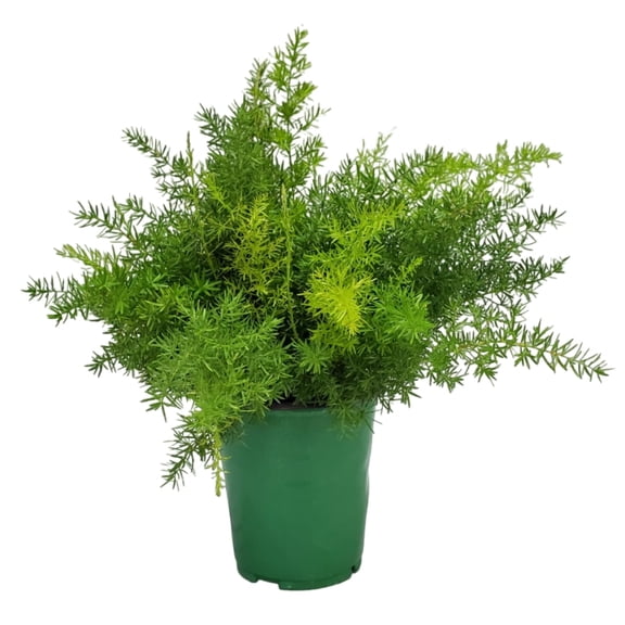 Tropical Plants of Florida 10" to 12" Sprengeri Fern; Shade-Loving, Indoor/Outdoor Use, 6" Nursery Pot