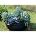 thumbnail image 5 of SMART POT Round Raised Bed Jr. (36 in) - Purple, 5 of 5