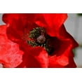thumbnail image 2 of Brian Moore 44x31 Gallery Wrapped Canvas Wall Art Titled - Red Poppy I, 2 of 4