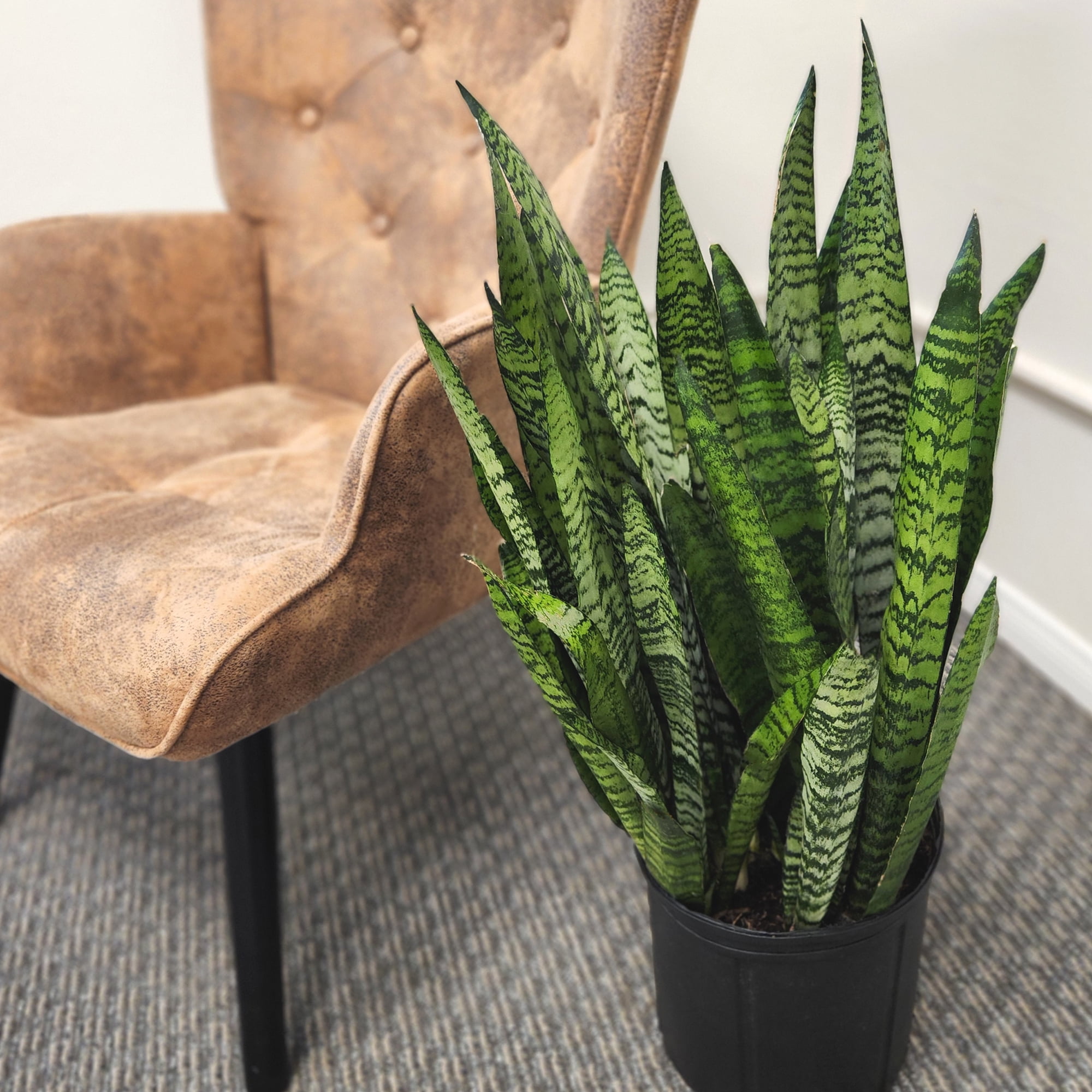 Premium Snake Plant (Sansevieria) in 10" Grower Pot, Live Plant, Grower's Choice Seasonal Selection