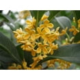 thumbnail image 6 of Yellow Flowering Fragrant Tea Olive ( osmanthus ) - Live Plant ( 1 QT ), 6 of 6