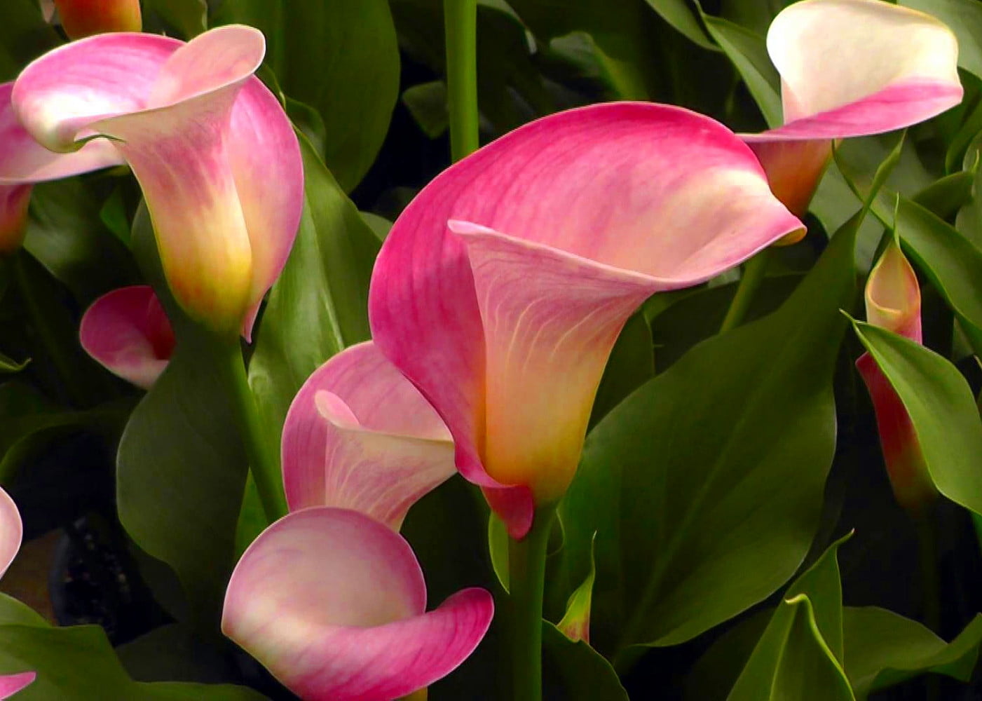 Super Gem Calla Lily 2 Bulbs - Hot Pink Blooms - 16/18 cm Bulbs ...