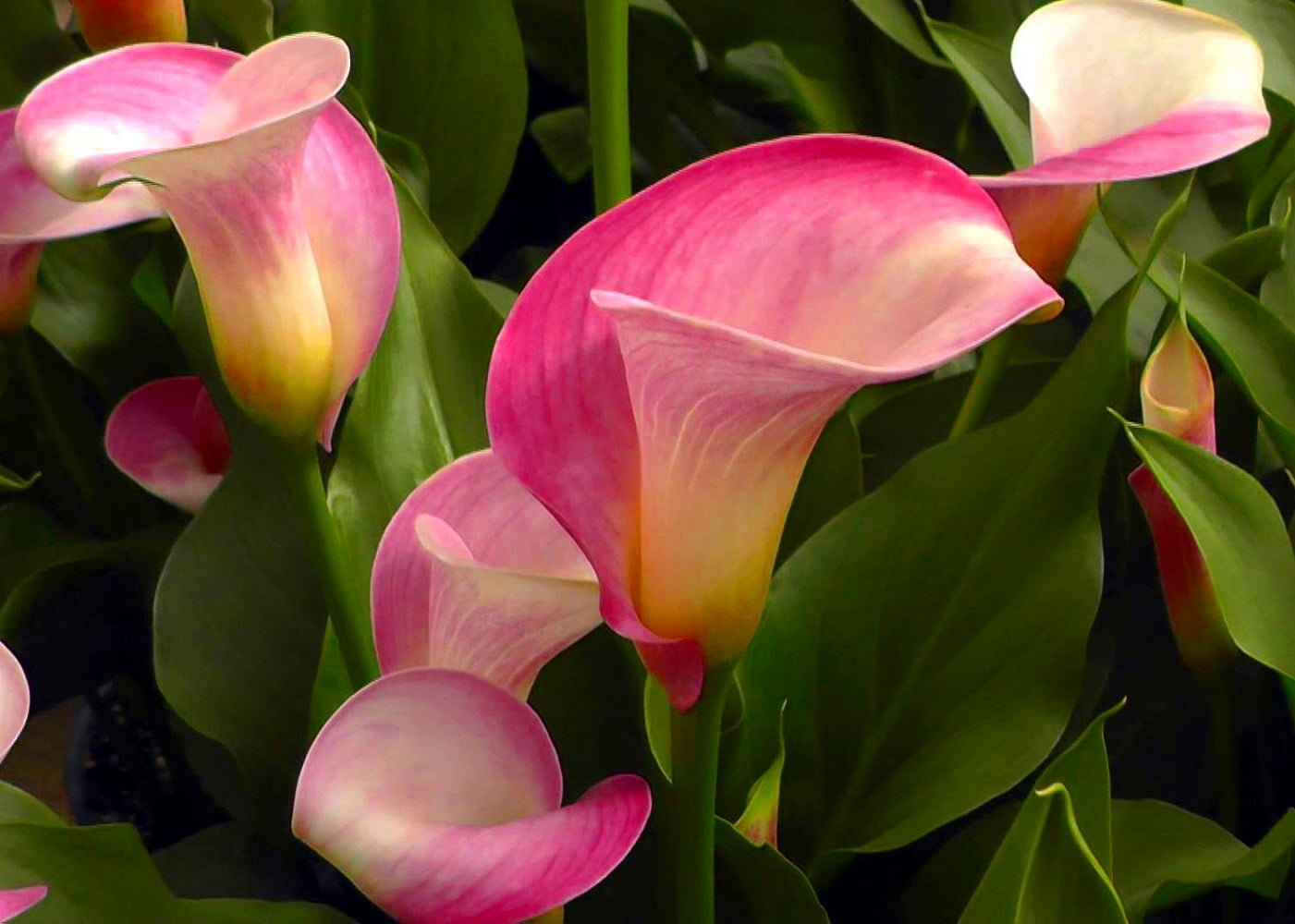 super-gem-calla-lily-2-bulbs-hot-pink-blooms-16-18-cm-bulbs