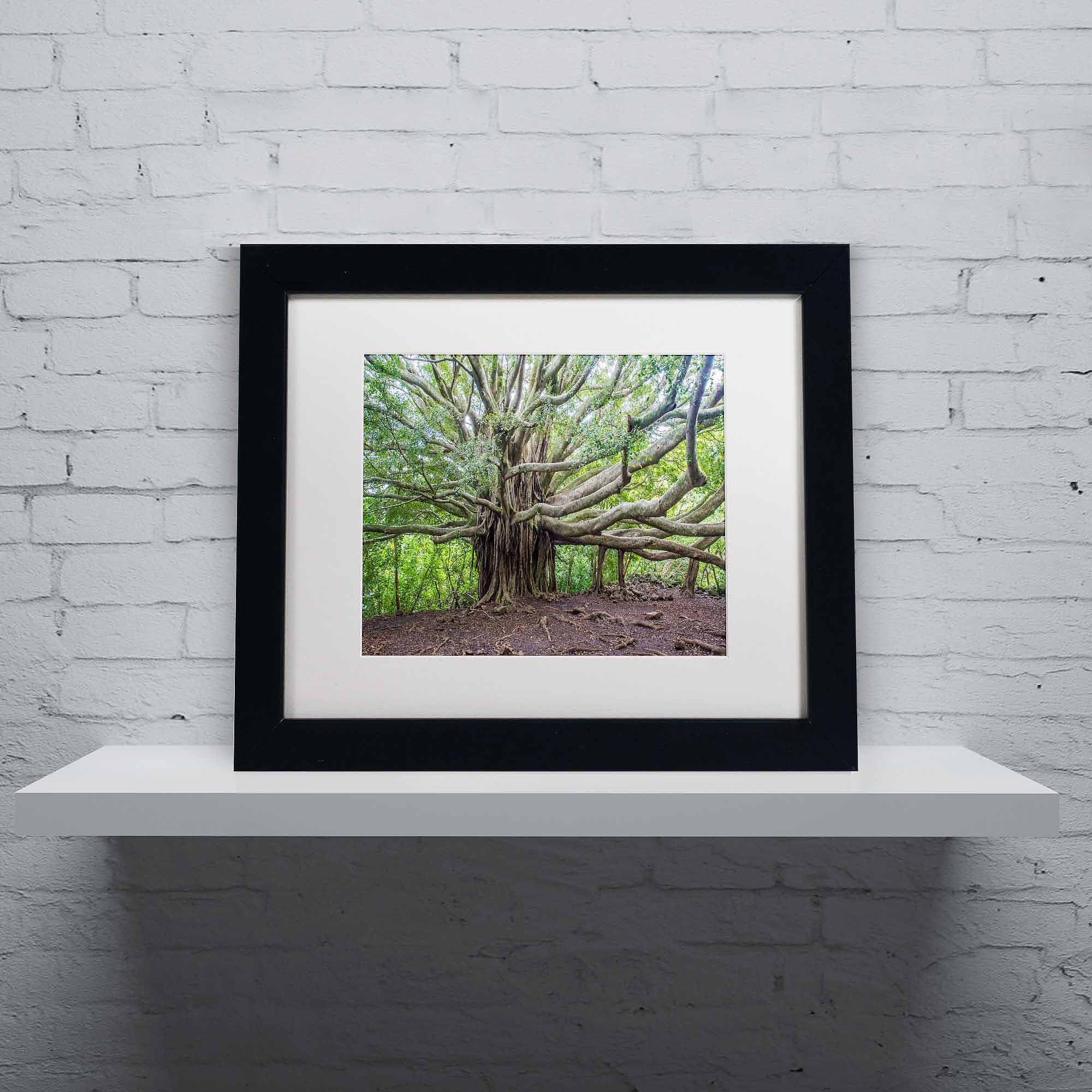 Trademark Fine Art "Banyan" Canvas Art by Pierre Leclerc, White Matte/Black Frame