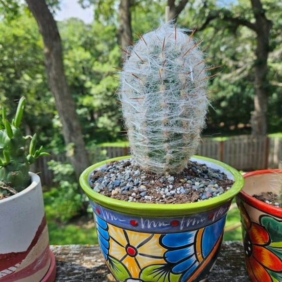 Old Man of the Andes Cactus, Oreocereus Trollii, Live Plant in 4" Pot