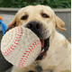 thumbnail image 4 of Pelota para perro, juguetes para masticar, chirrido, adiestramiento al aire libre, adecuado para perros medianos y grandes, tenis (pequeño) ER, 4 of 4