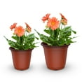 thumbnail image 5 of Elegant Choise 500Pcs Plastic Plant Pots 3.54" Flower Nursery Planters for Seedlings, 5 of 12