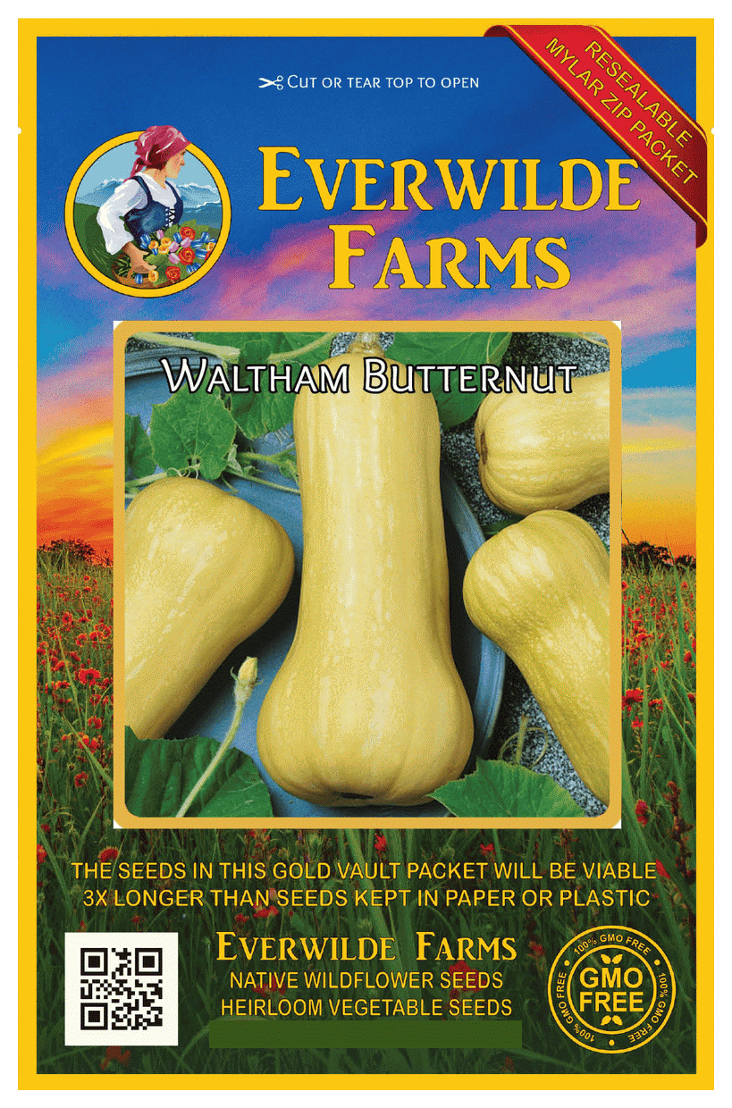 Heirloom Organic Butternut Squash 4inch pot Floral & Garden Crafts