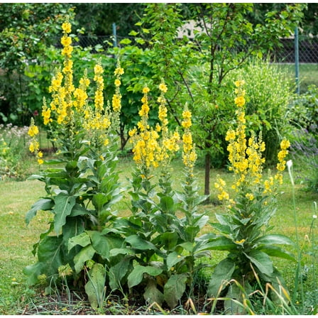 Earthcare Seeds - Great Mullein 150 Seeds (Verbascum Thapsus) Heirloom - Open Pollinated - Growing Flowers