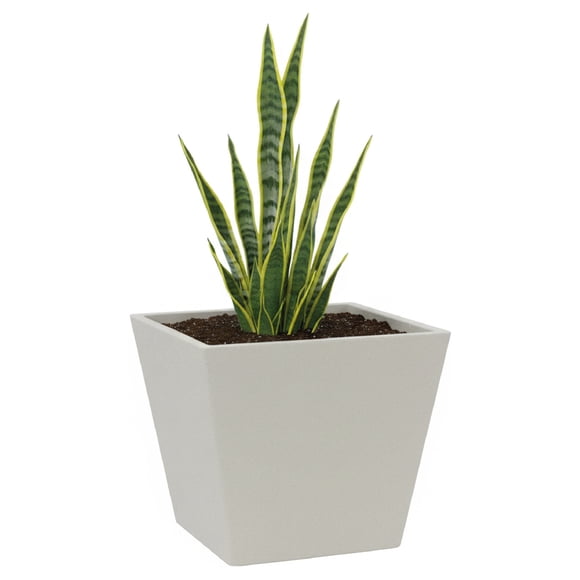 Maceta Cuadrada Elly Decor Clavel con Drenaje Color Blanco 30 x 30 cm