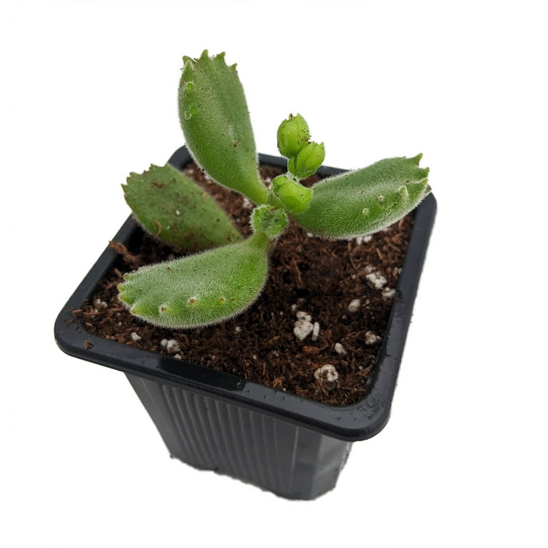 Rare Bear Paw Succulent - Cotyledon tomentosa - Easy to Grow - 2.5 Rare Bear Paw Succulent - Cotyledon tomentosa - Easy to Grow - 2.5