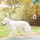 thumbnail image 4 of Porta bolsas para excrementos de perro, portátil, para perros, herramienta para mascotas al aire libre, plástico ligero, 4 of 6