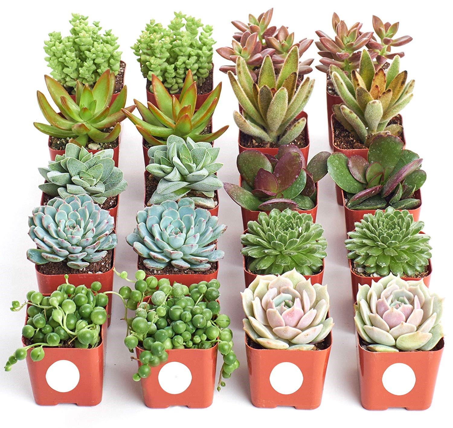 Home Botanicals Cactus and Succulent (Collection of 12) - Walmart.com