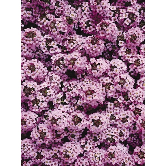 Green River Seeds 25 Sweet Alyssum Orchid Seeds - Tiny Colorful Flowers for Spring and Fall Gardening, Ideal for Hanging Baskets and Pathways