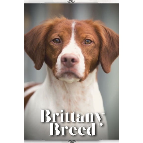Brittany Breed: Dog breed overview and guide
