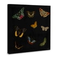 thumbnail image 2 of Stupell Industries Cottage Butterfly & Moth Collection Canvas Art, 17 x 17, by Dan Meneely, 2 of 8