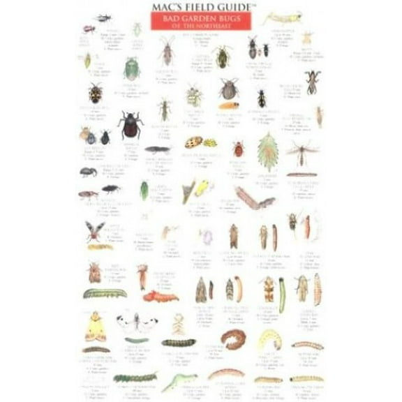 Pre-Owned Mac's Field Guides: Northeast Garden Bugs