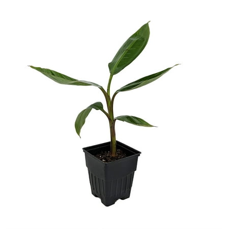 Flowering Banana - Dwarf Cavendish Banana Plant - Musa - 5
