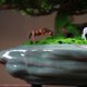 thumbnail image 5 of Plantas artificiales, bonsái Artificial, árbol de enebro, maceta de cerámica, bonsái de pino falso, simulación Zen, planta falsa, árbol bonsái Artificial, 5 of 7