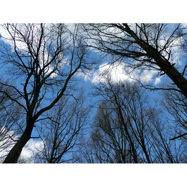 Framed Art For Your Wall Landscape Trees Forest Aesthetic Nature Sky 10x13 Frame Walmart Com Walmart Com